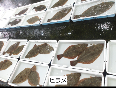 ヒラメ