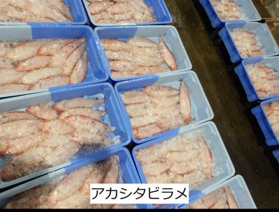 アカシタビラメ