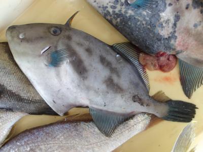 ウマヅラハギ(2)