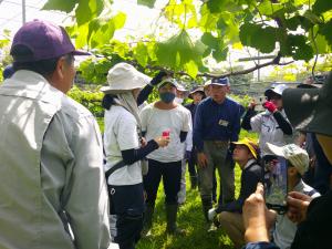 ブドウのジベレリン処理