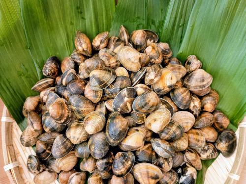養殖アサリ　活