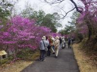 コバノミツバツツジの中を散策