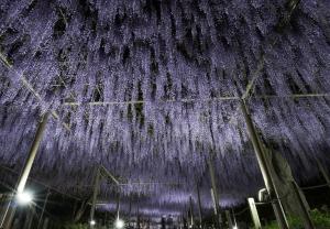 昨年の曼陀羅寺公園の九尺藤