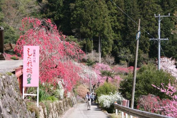 しだれ桃が咲き誇るかつてのしだれ桃の里