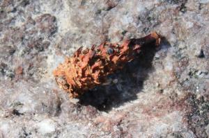 リスのエビフライ