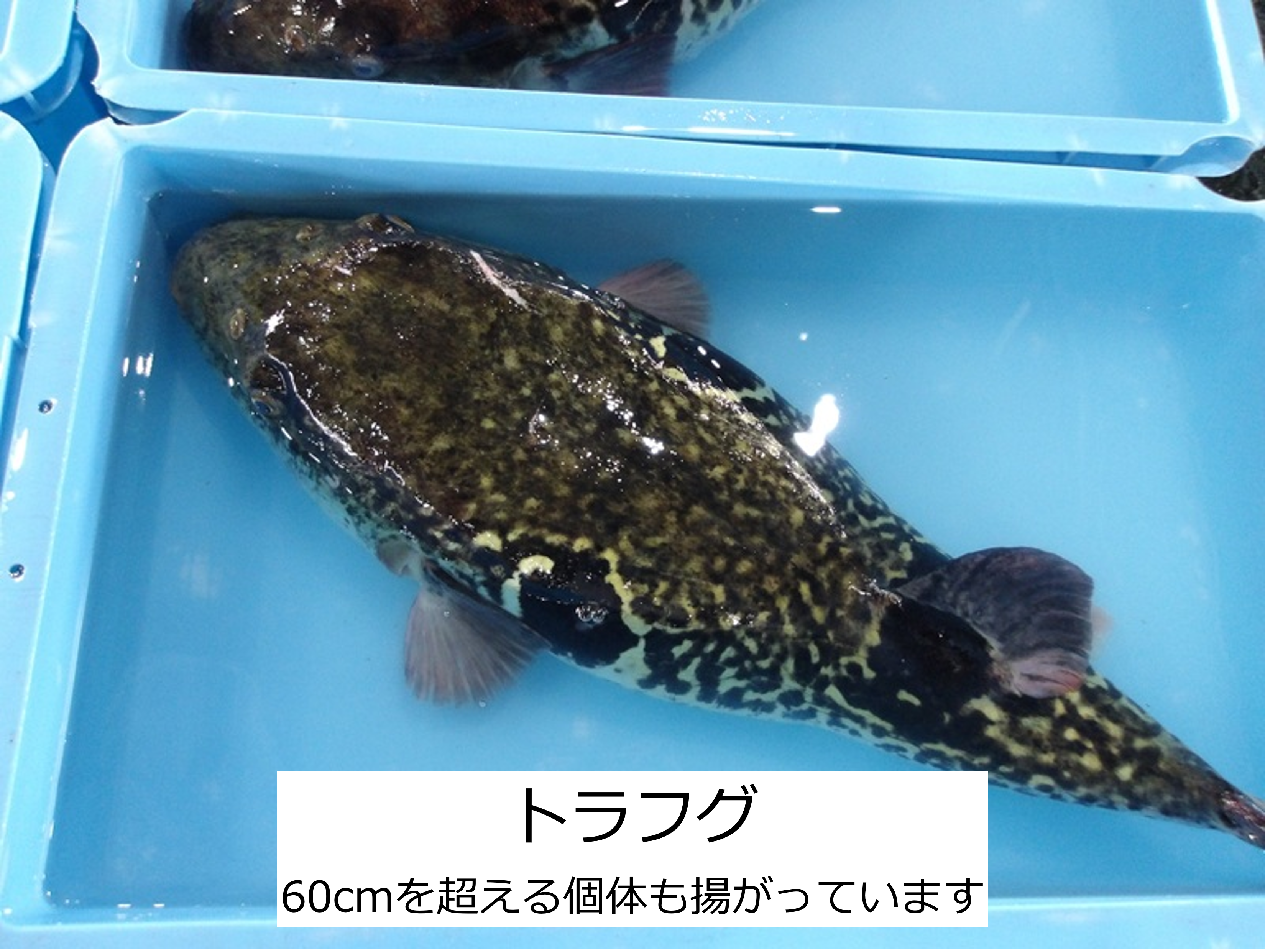 トラフグ