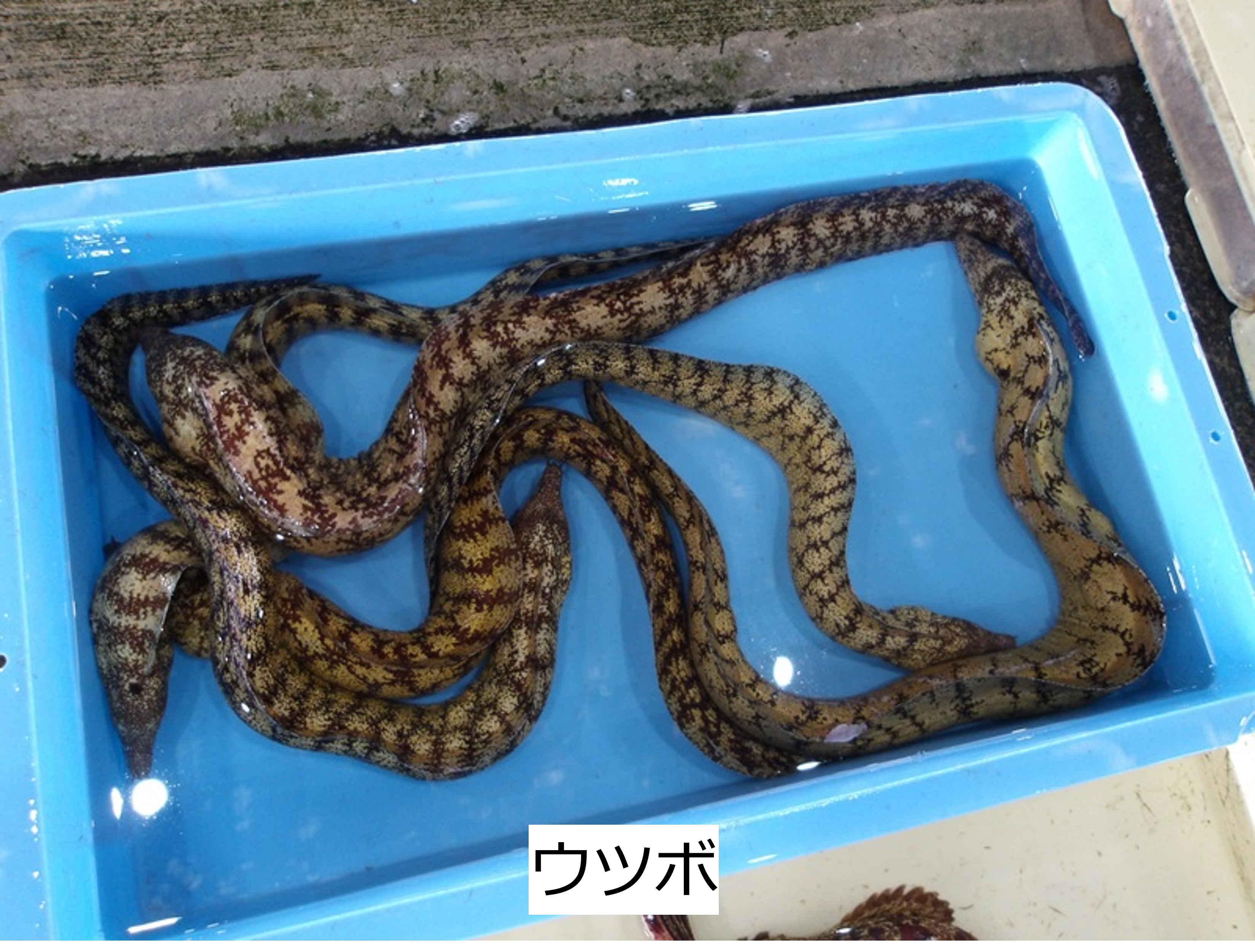 ウツボ
