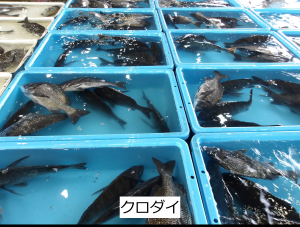 クロダイ