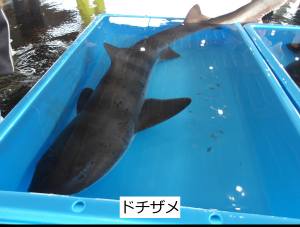 ドチザメ