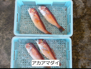 アカアマダイ