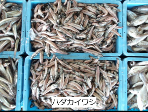 ハダカイワシ