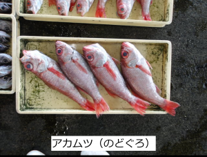 アカムツ（のどぐろ）