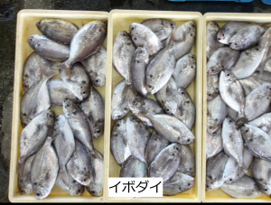 イボダイ