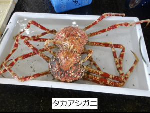 タカアシガニ