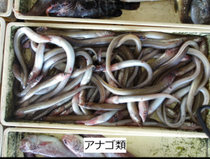 アナゴ類