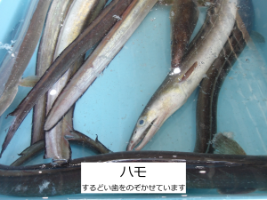 ハモ