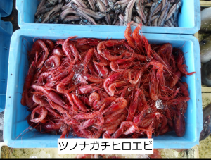 ツノナガチヒロエビ