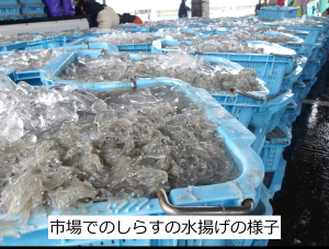 市場でのしらすの水揚げの様子