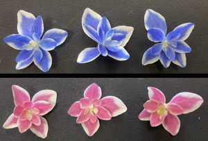 アジサイ「ハイドラ愛知１号」の装飾花
