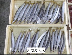 アカカマス