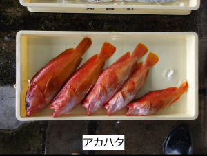 アカハタ