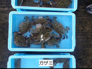 ガザミ