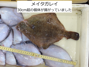 メイタガレイ