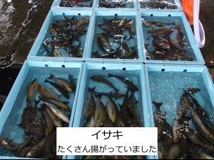 イサキ