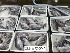 コショウダイ