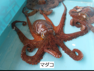マダコ