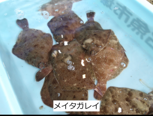 メイタガレイ