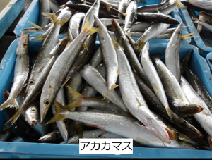 アカカマス