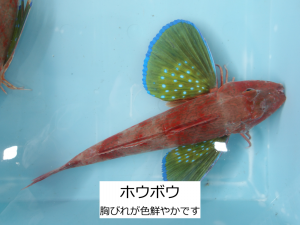 ホウボウ