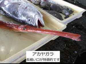 アカヤガラ
