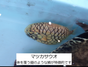 マツカサウオ
