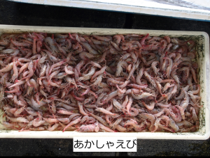あかしゃえび