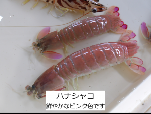 ハナシャコ