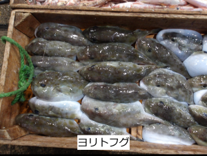 ヨリトフグ