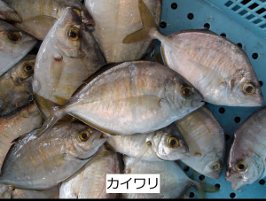 カイワリ