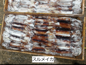 スルメイカ