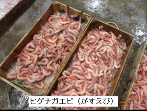 ヒゲナガエビ