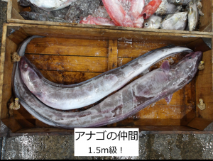アナゴの仲間