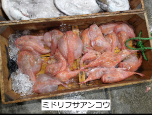 ミドリフサアンコウ