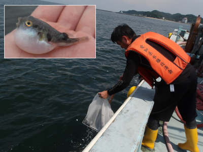 トラフグ種苗放流の様子