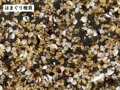 はまぐり種苗