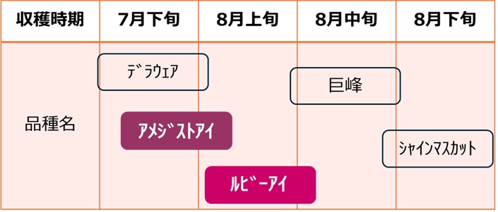 図1ブドウの主要品種の収穫時期目安