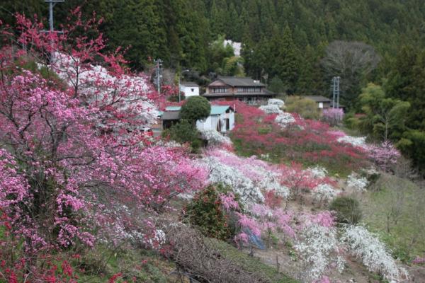 かつての川向地区集落に咲き誇るしだれ桃の様子