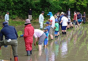 参加者が横一列に並んで田植をする様子