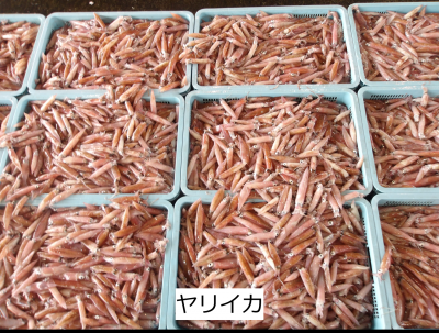 ヤリイカ