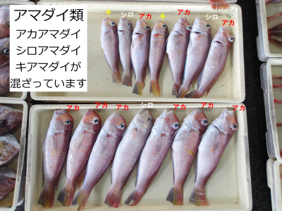 アマダイ類